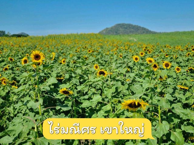 รับลมหนาวที่ ไร่มณีศร ทุ่งทานตะวัน เขาใหญ่