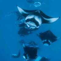Raja Ampat: A Diver’s Paradise
