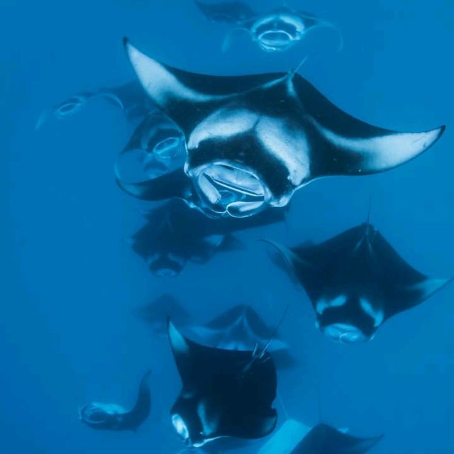 Raja Ampat: A Diver’s Paradise