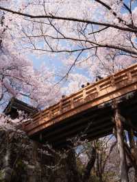 【高遠城址公園の桜】天下第一の絶景桜