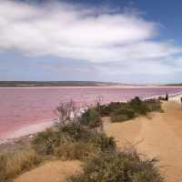 Pink Perfection: A Magical Encounter at Hutt Lagoon