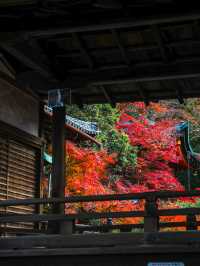 【京都🇯🇵】来年は敷き紅葉を見に行こう🍁