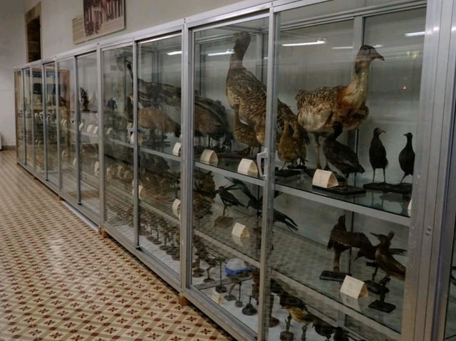 動物學與百年藝術