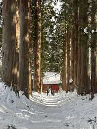 冬の戸隠神社奥社への参道❄️神秘の雪景色に包まれる旅