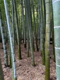 Honolulu Bamboo Forest 