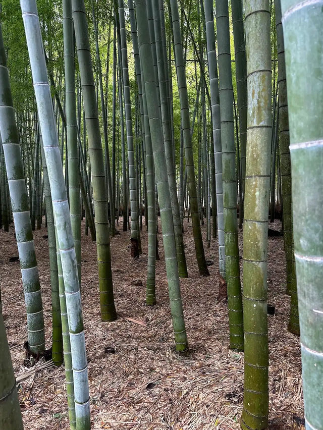 Honolulu Bamboo Forest 