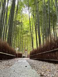 Honolulu Bamboo Forest 