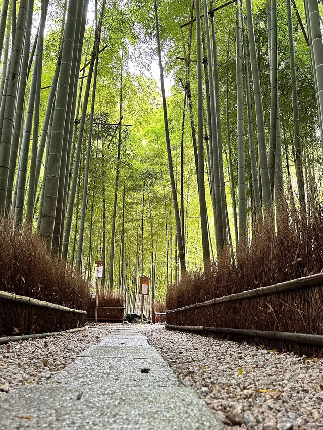 Honolulu Bamboo Forest 