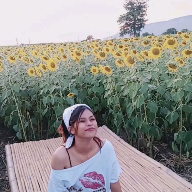 ทานตัวัน