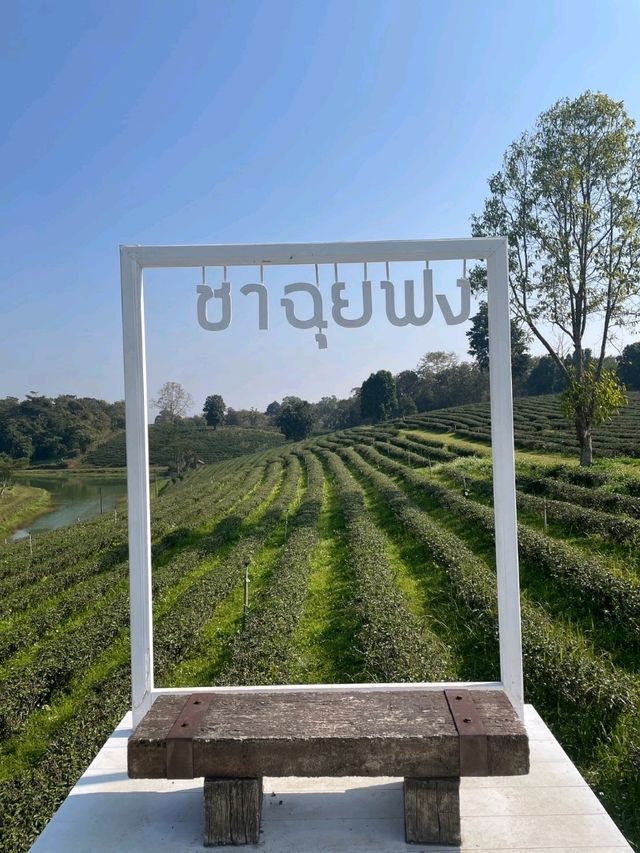 ไร่ชาฉุยฟง