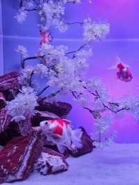 【全国を巡る金魚美術館】