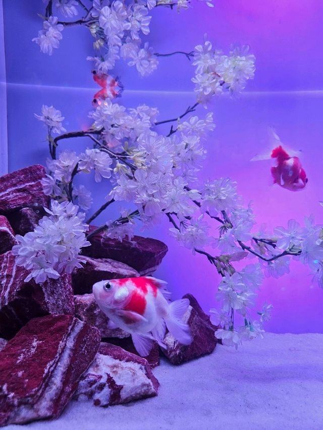 【全国を巡る金魚美術館】