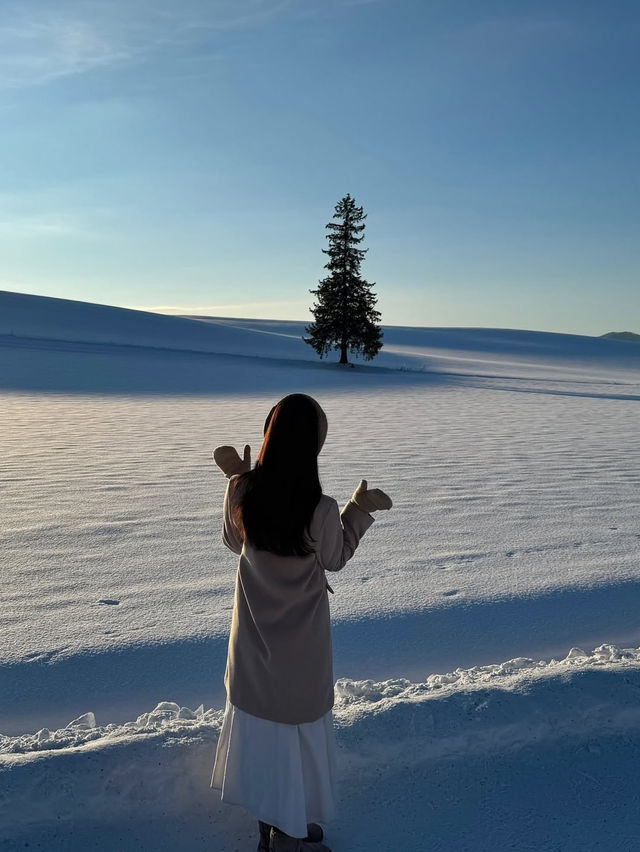 【北海道】美瑛町のクリスマスツリーの木