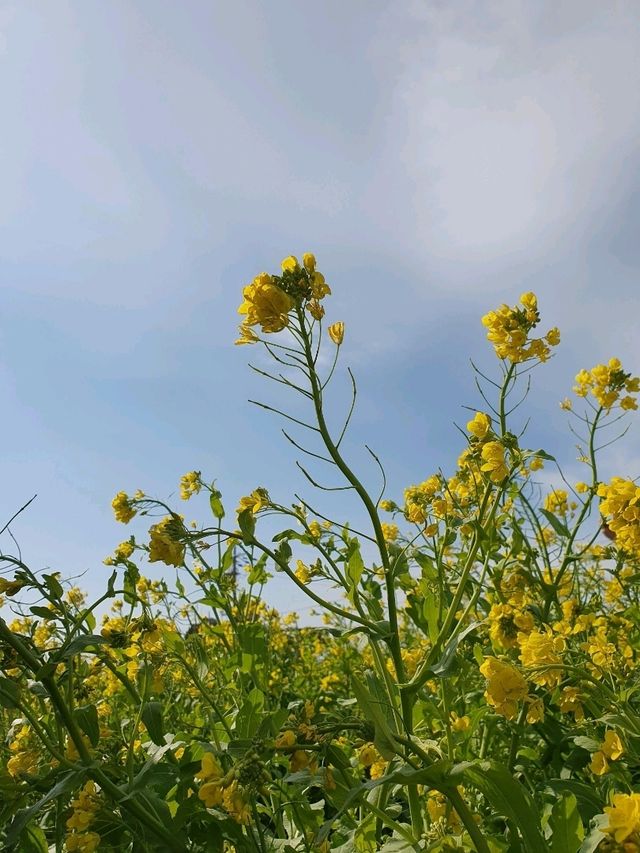 서귀포시 사계리 유채꽃밭, 봄의 낭만을 만끽하세요! 🌼✨