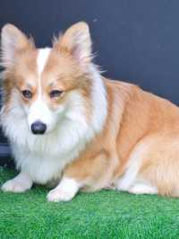 ถูกใจคนรักหมาแมว Zucca - The Pet Sanctuary & Cafe