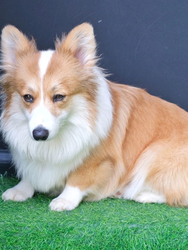 ถูกใจคนรักหมาแมว Zucca - The Pet Sanctuary & Cafe