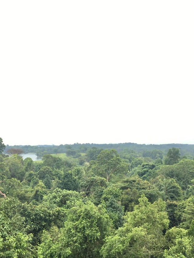 Treetop Walk Singapore: A Breathtaking Hike Above the Rainforest