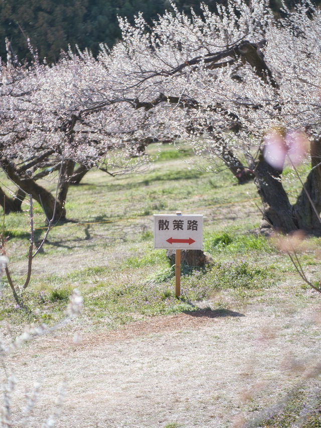 【群馬】広大な梅林で絶景体験🤩10万本の梅の花が咲き誇る桃源郷へ行こう🌸 