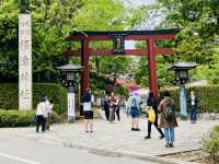 🇯🇵 東京超美杜鵑花神社🌺 🎐