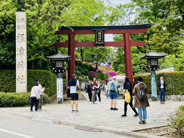 🇯🇵 東京超美杜鵑花神社🌺 🎐