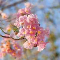 🌸ชมพูพันธุ์ทิพย์บานแล้วที่ #เกษตรกำแพงแสน