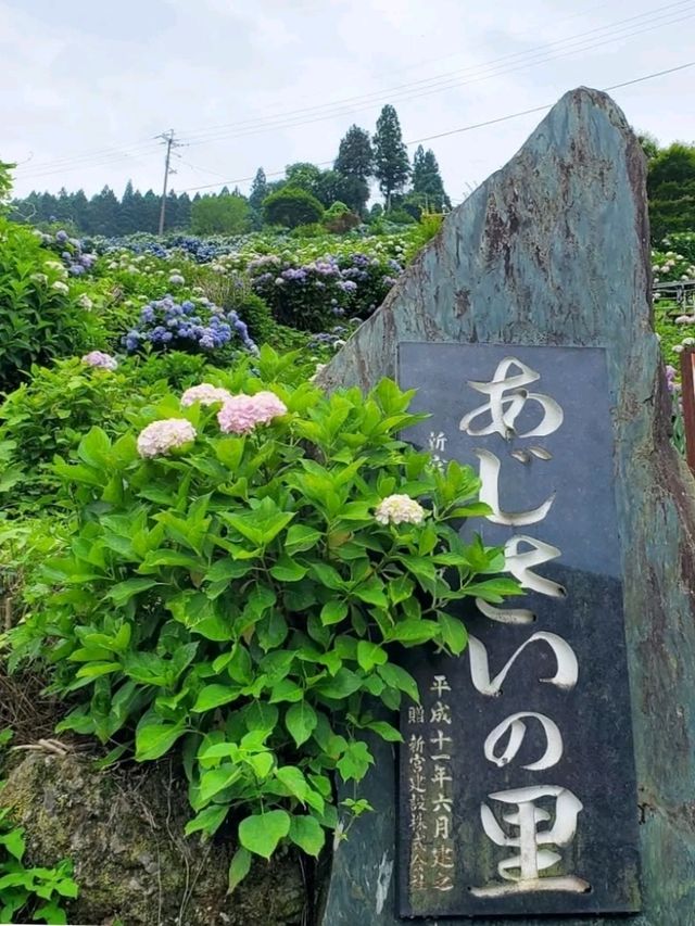 新宮あじさいの里