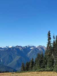Untamed Wilderness – My Solo Journey Through Olympic National Park