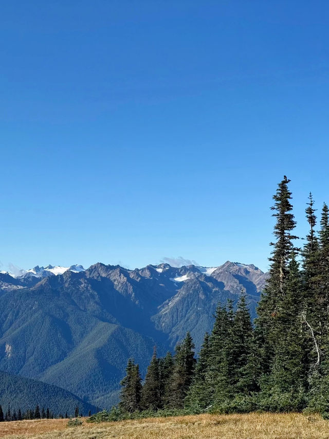 Untamed Wilderness – My Solo Journey Through Olympic National Park