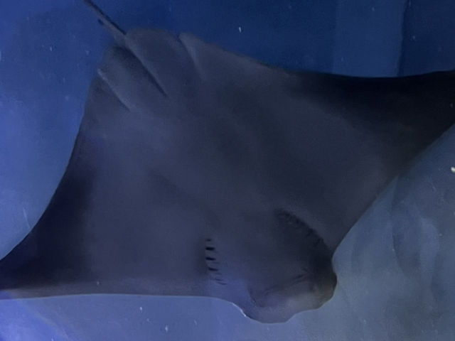 🐟 🐊✅Audubon Aquarium（ニューオーリンズ）攻略ガイド – 海の世界を満喫！