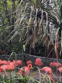 Bird Paradise Singapore: A Must-Visit for Nature & Wildlife Lovers