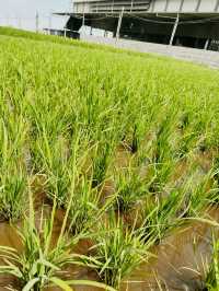 A Taste of Sekinchan – Paddy & Local Delights!