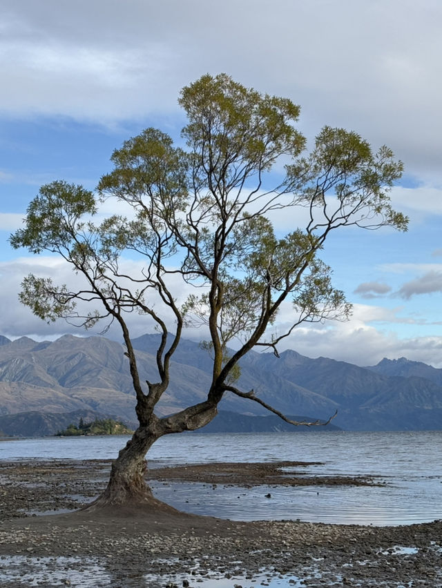 紐西蘭🇳🇿 瓦納卡 來看全世界最孤獨的樹 #thatwanakatree 清晨野餐大推👍