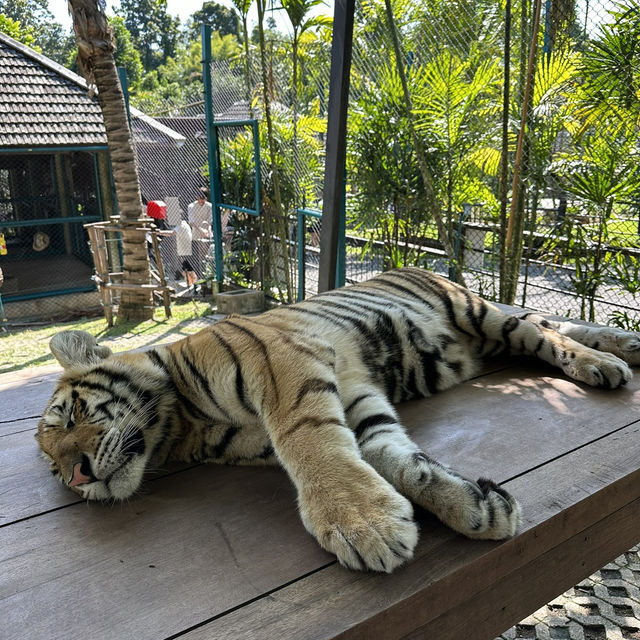 【チェンマイ】🇹🇭 タイガーキングダム チェンマイ