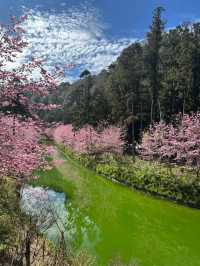 杉林溪櫻花美景