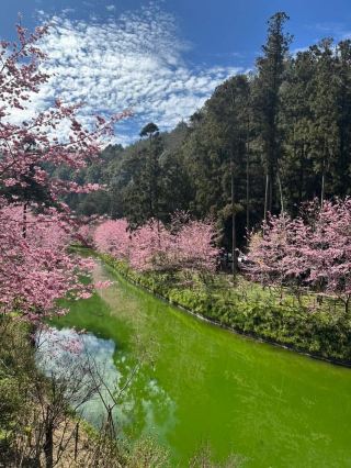 대만 산림계는 봄철 벚꽃놀이의 최적 장소