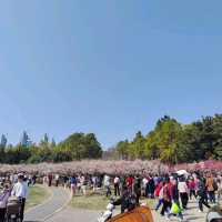 The Beauty of Plum blossoms in March on Century Park Shanghai 世紀公園