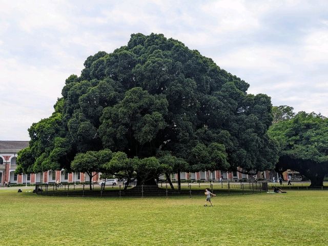 成大榕園，大學校園內親子放風的好所在