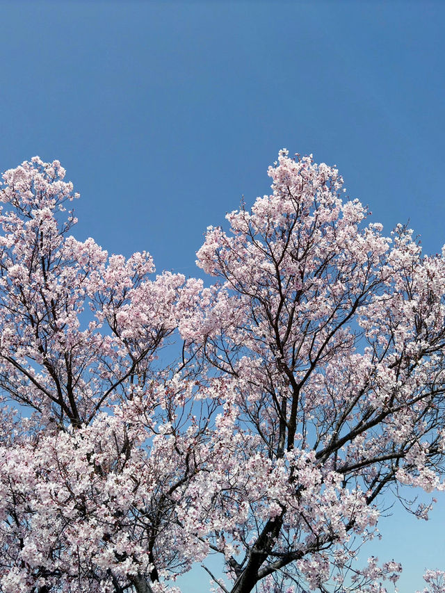 大阪狹山池博物館的櫻花盛開之旅 🌸✨