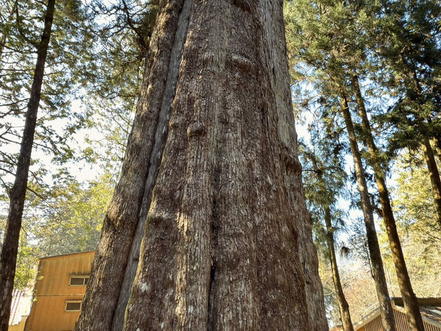 Alishan Adventure: A Journey Through Time and Nature 🏔️🤩