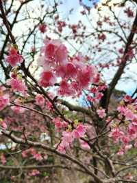 今歸仁城-樱花、美景、歷史與文化的交融