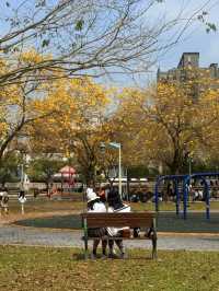 台中｜灑滿天際的金黃 台中廍子公園黃花風鈴木滿開