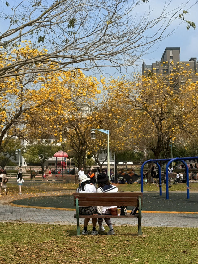 台中｜灑滿天際的金黃 台中廍子公園黃花風鈴木滿開