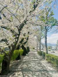 長野旅行🌸松本城。櫻之盛放