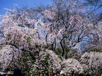 【東京】圧巻の枝垂れ桜の大木！「六義園」