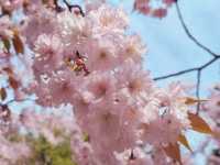 Chasing Sakura at Osaka Castle