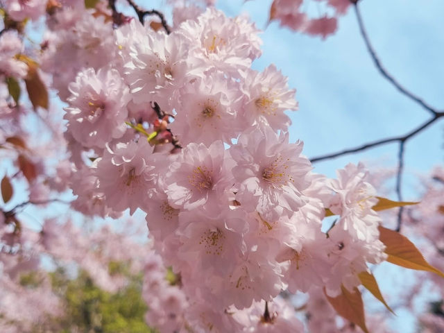 Chasing Sakura at Osaka Castle