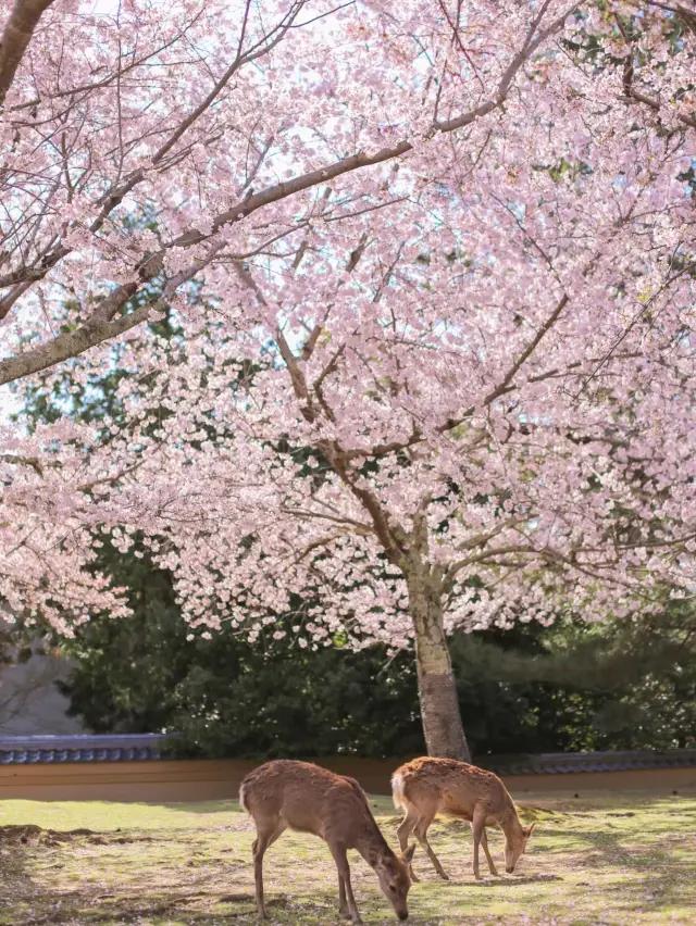 Nara Day Trip Guide: Deer and Cherry Blossoms, A Romantic Spring Trip