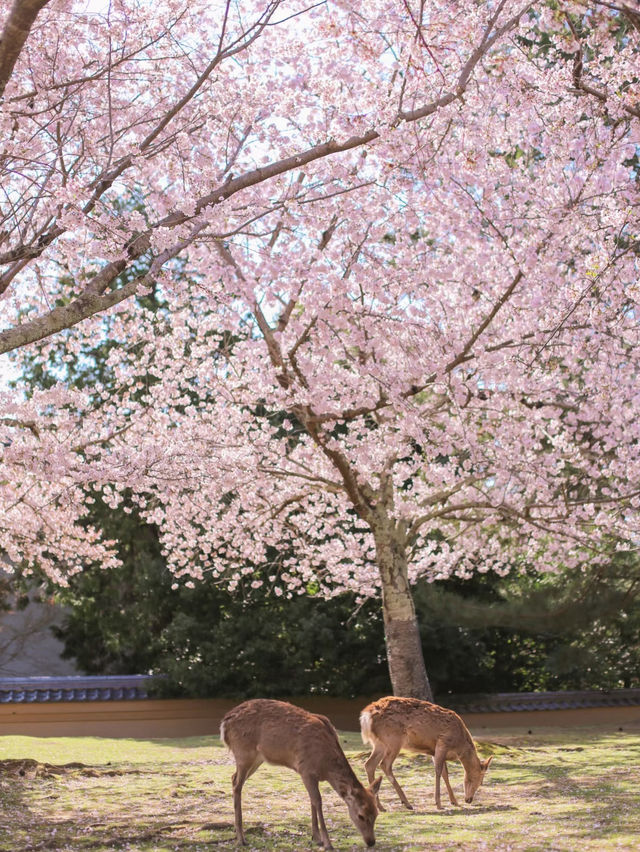 奈良日帰り旅行攻略｜鹿と桜、春限定のロマンチック旅