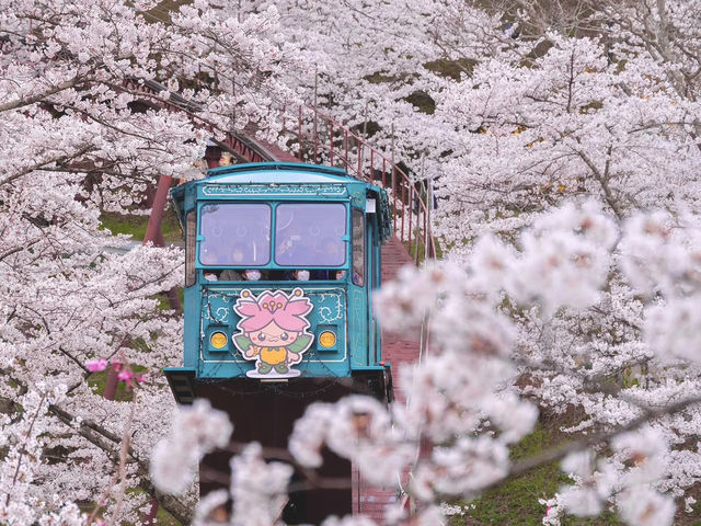 Chasing Sakura at Funaoka Joshi Park Monorail