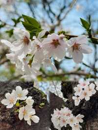 A Dreamy Day Trip from Busan: Cherry Blossoms in Full Bloom at 83 Tower E-World, Daegu